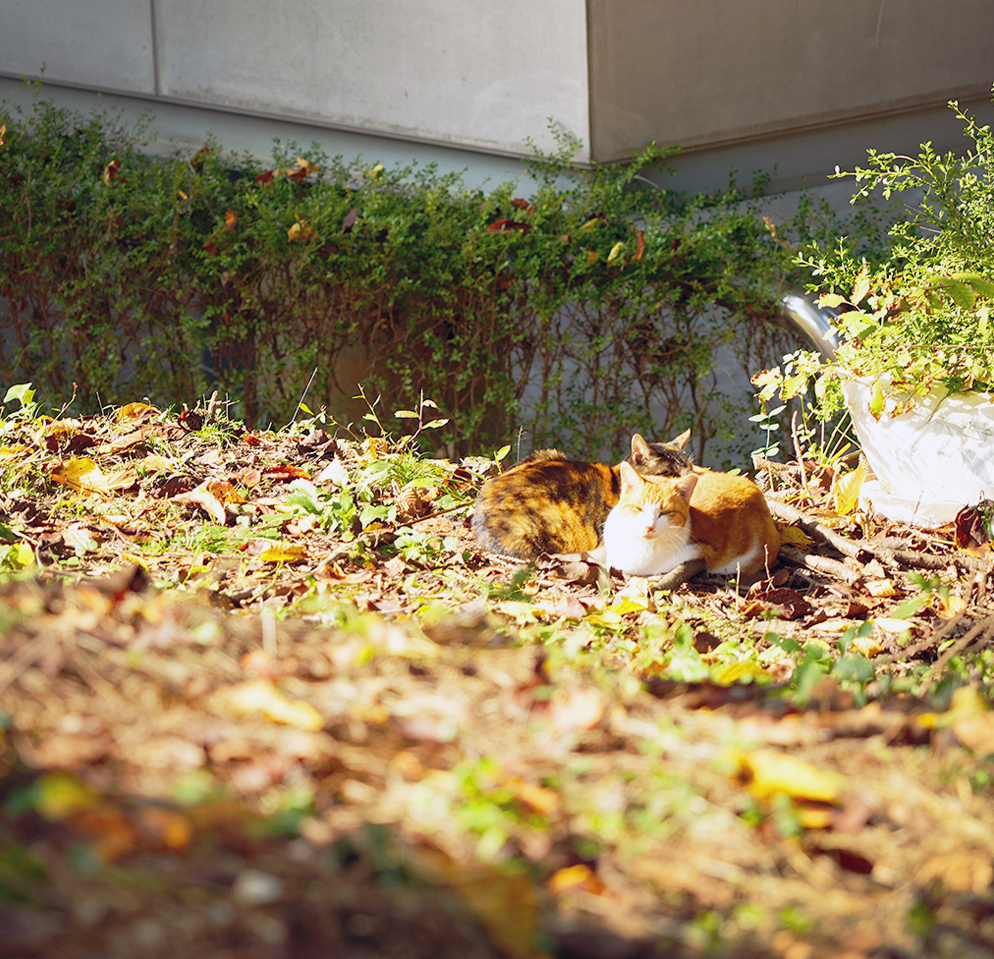 [Instagram] Autumn in Ajou